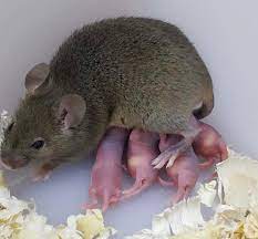 Exterminator Mice Dublin - How Do Mice Get Into My House - Mice Pest Proofing