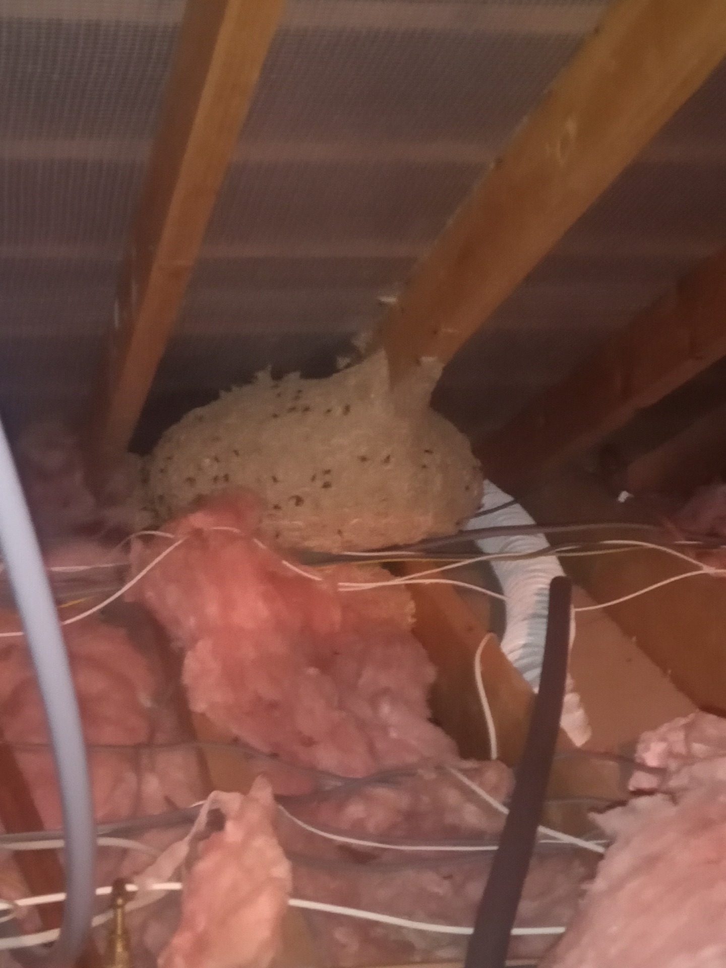 Exterminator Dublin Wasps Nest Removal