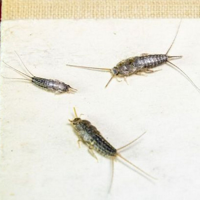 Terminator Silverfish Exterminator Silverfish Dublin