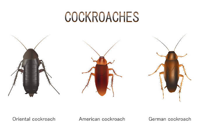 Exterminator Cockroaches Dublin